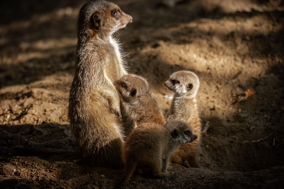 Antwerp: ZOO Entry Ticket - Key highlights you should care about