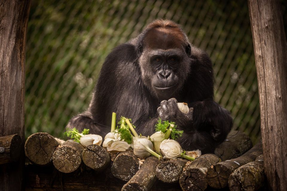Antwerp: ZOO Entry Ticket - Why Antwerp Zoo Works as a One-Day Plan