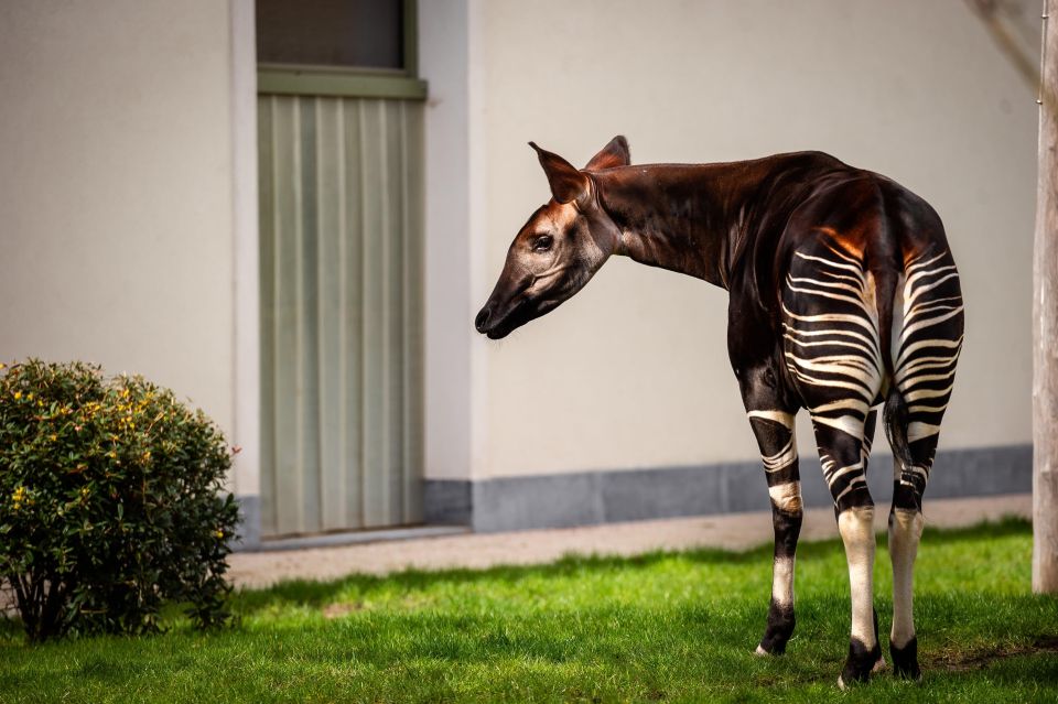 Antwerp: ZOO Entry Ticket - What You’ll See: Apes, Savannas, and Big-Name Animals