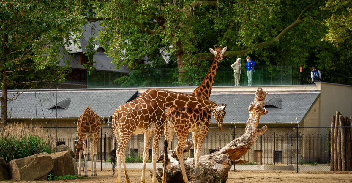 Antwerp: ZOO Entry Ticket - Keeper Talks and Feeding Time: Your Best Learning Moment (Dutch Only)