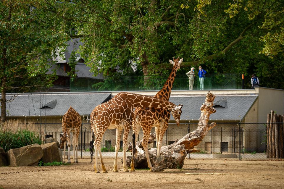 Antwerp: ZOO Entry Ticket - Playing the Full Day: Lockers, Outdoor Reality, and the Kids’ Zones