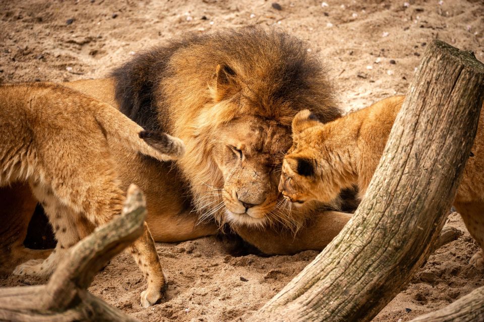 Antwerp: ZOO Entry Ticket - Rules That Shape Your Visit (No Pets, No Feeding, No Touching)