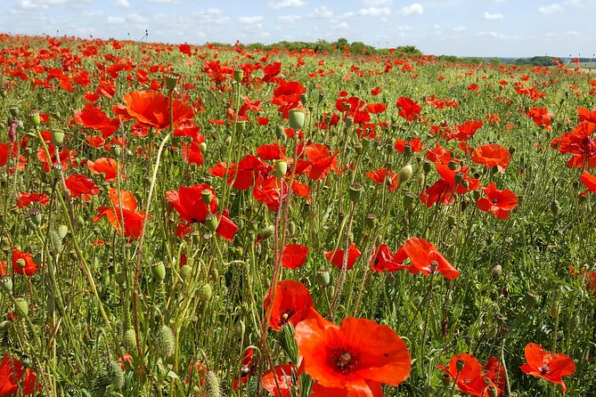 Australian Battlefields Private Tour in Flanders from Bruges - The 12-hour game plan: pickup, minivan comfort, and timing