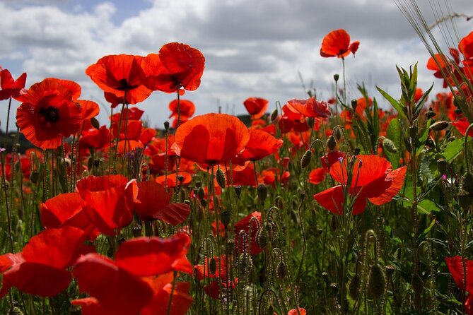 Flanders Fields Remembrance Tour from Brussels - Ypres free time, dinner on your own, and Menin Gate Last Post at 8 pm