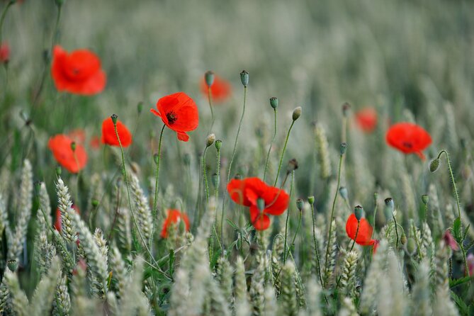 In Flanders Fields and Passchendaele Grand Tour - Essex Farm Cemetery and John McCrae: how a poem became part of the map
