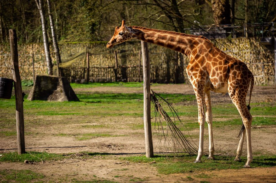 Mechelen: Planckendael ZOO Entry Ticket - Penguin feeding times: the schedule is part of the fun