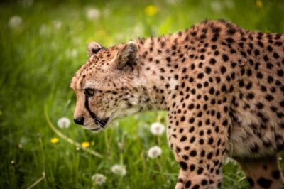 Mechelen: Planckendael ZOO Entry Ticket - The Africa-to-ice journey: habitats you can track all day