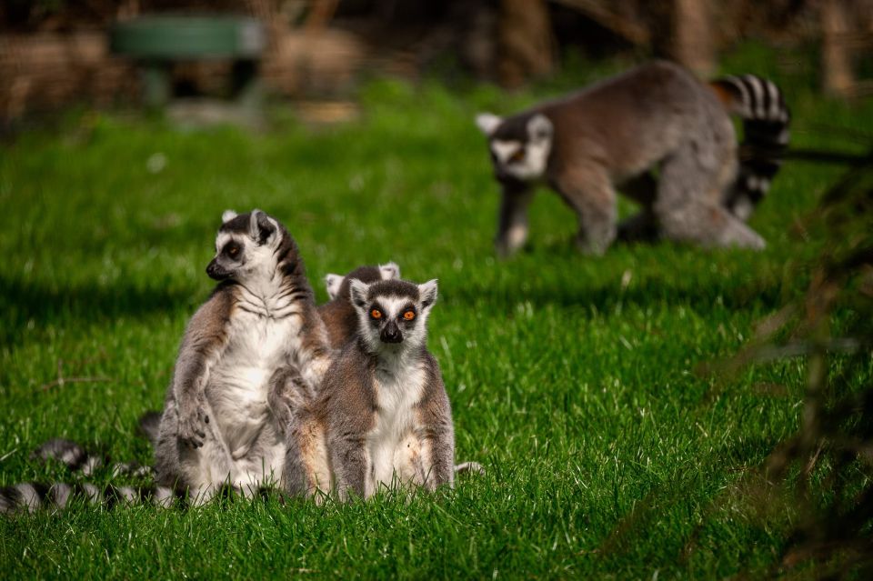 Mechelen: Planckendael ZOO Entry Ticket - Birds of prey and seals: where to slow down