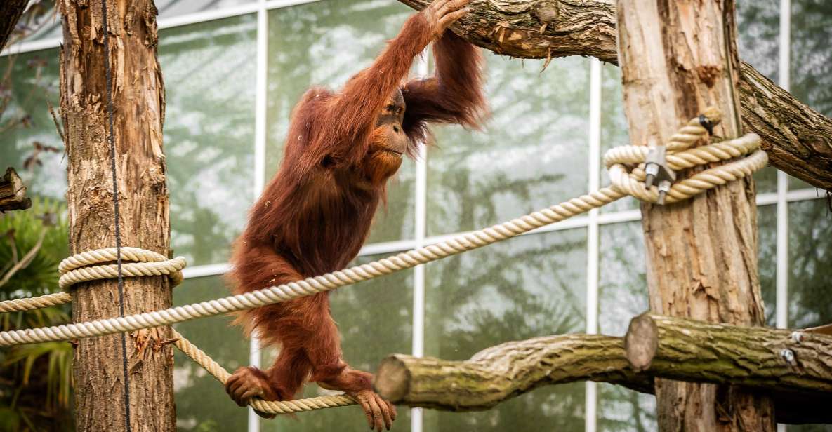 Mechelen: Planckendael ZOO Entry Ticket - Family-friendly facilities: baby bottles, warm breaks, and paths