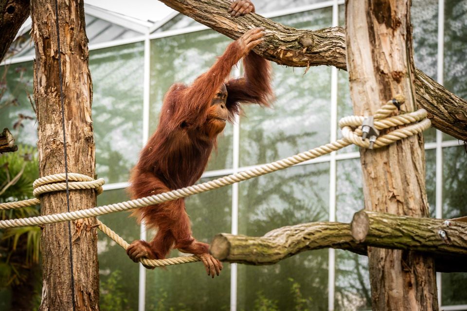 Mechelen: Planckendael ZOO Entry Ticket - Jungle Shop and zoo restaurants: a low-stress finish