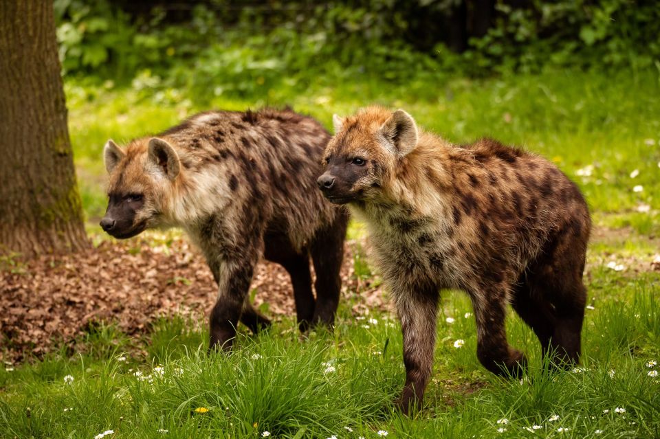 Mechelen: Planckendael ZOO Entry Ticket - Price and value: is $41 a good deal?
