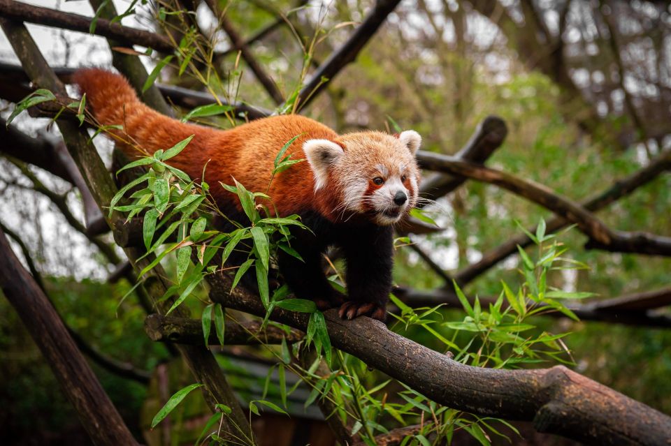 Mechelen: Planckendael ZOO Entry Ticket - Practical tips to make your day smoother